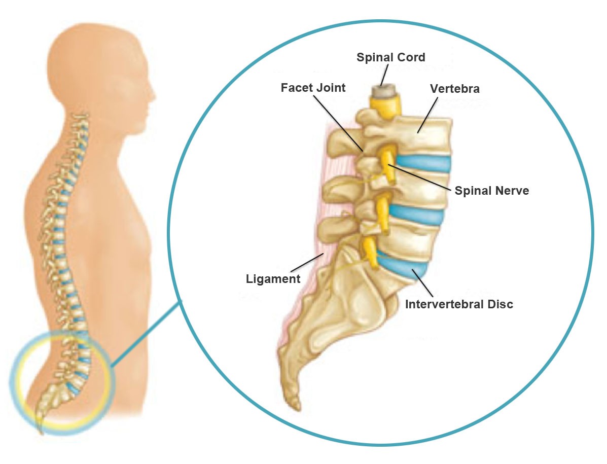 durere apăsătoare la nivelul coloanei vertebrale crema pentru dureri de spate